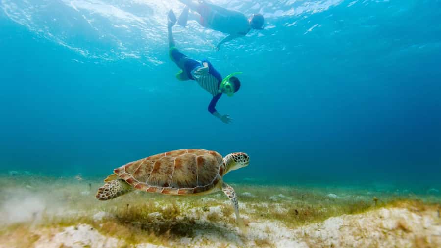 Salalah: Discover Mirbat's Snorkeling Paradise Guided Tour - Key points at a glance