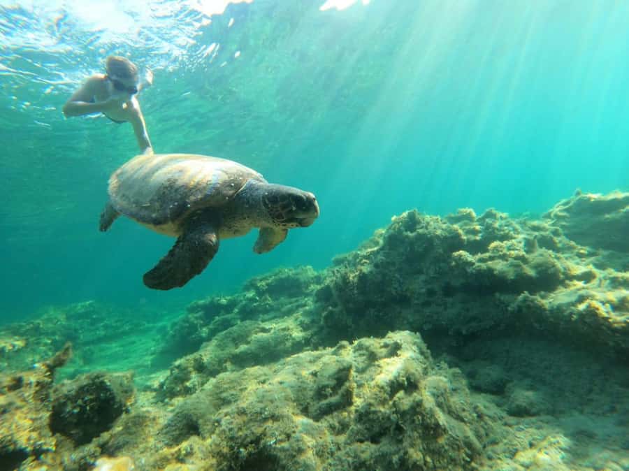 Salalah: Discover Mirbat's Snorkeling Paradise Guided Tour - Seeing the reef without rushing