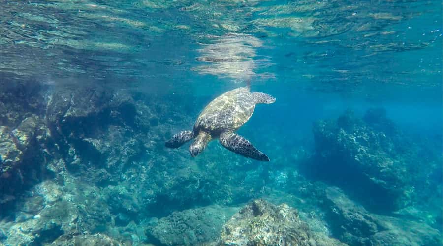 Salalah: Discover Mirbat's Snorkeling Paradise Guided Tour - What makes Eagle Bay worth visiting