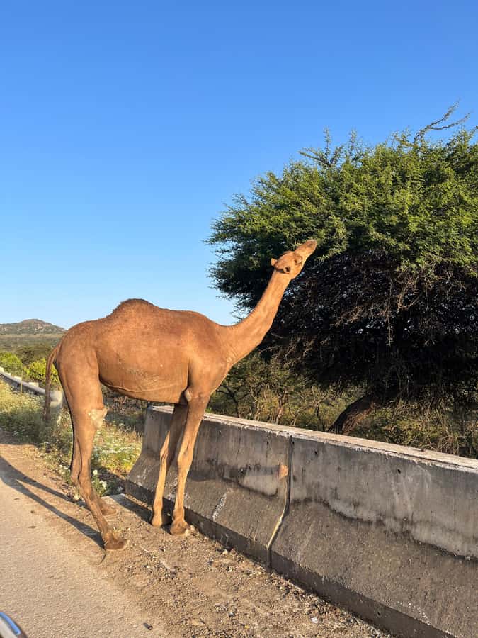 Salalah East Adventure: Waterfalls, Mountain & Safari - What the 4x4 and small group mean for comfort
