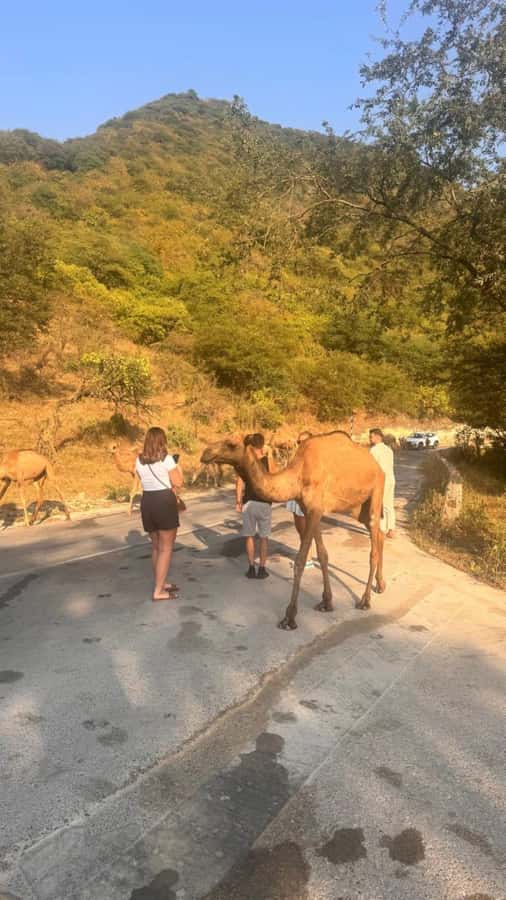 Salalah East Tour: Taqah , Darbat waterfall,camel's baobab - Taqah gives the route a different rhythm
