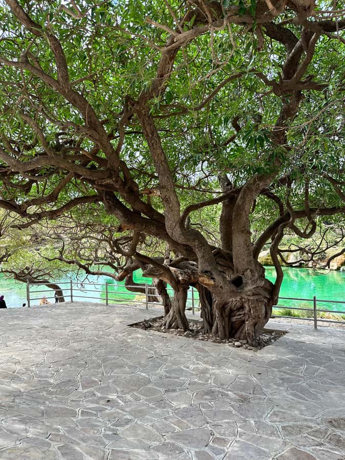 Salalah: Half-Day Guided Tour to Wadi Darbat & Mount Samhan - Reaching Mount Samhan for the wide view