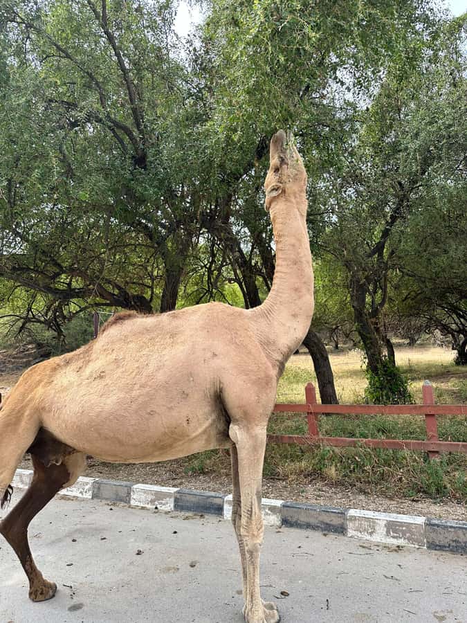 Salalah: Half-Day Guided Tour to Wadi Darbat & Mount Samhan - Why the guide makes a difference