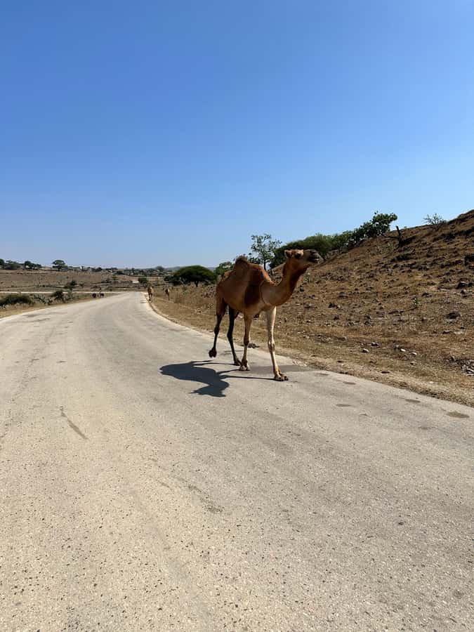 Salalah: Half-Day Guided Tour to Wadi Darbat & Mount Samhan - Should you book it?
