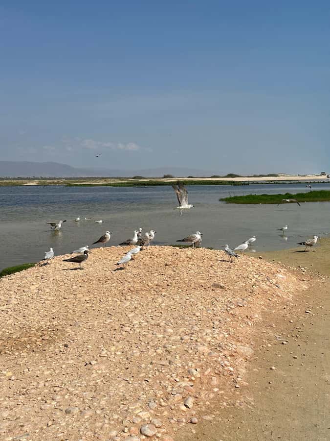 Salalah: Half-Day Guided Tour to Wadi Darbat & Mount Samhan - FAQ