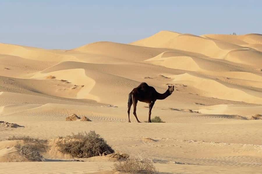 Salalah: Sunset desert safari tour in salalah(private tour) - Ubar, the desert city linked to frankincense caravans