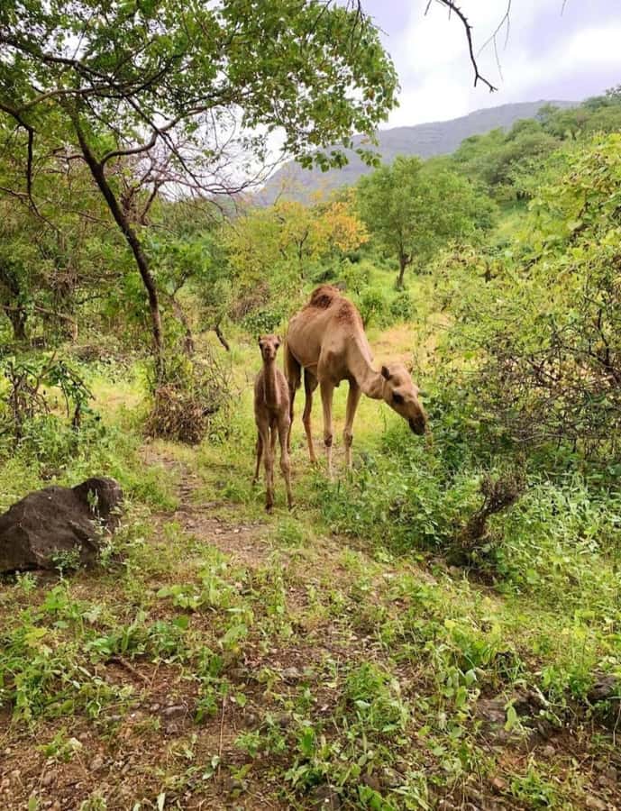 Salalah: Wadi Darbat, ,Teeq Cave - Baobou Trees Tour - Why this eastern Dhofar route works