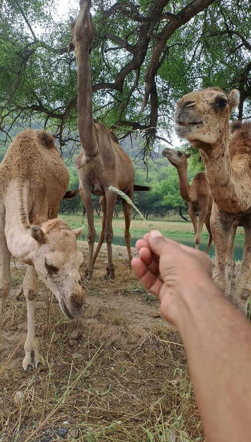 Salalah: Wadi Darbat, ,Teeq Cave - Baobou Trees Tour - Taqah Castle: architecture with a photo-stop pace
