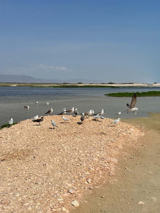 Salalah: Wadi Derbat, Jabal Samhan, & Sinkhole Private Tour - Taqah village finishes the route by the sea