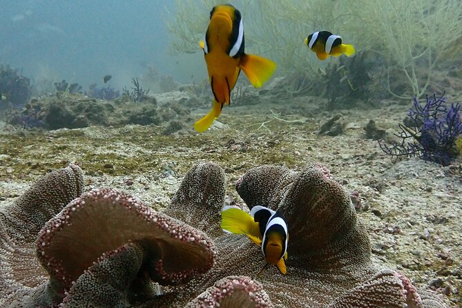 Scuba Diving Adventure in Musandam, Oman - Why Musandam makes this a special scuba day