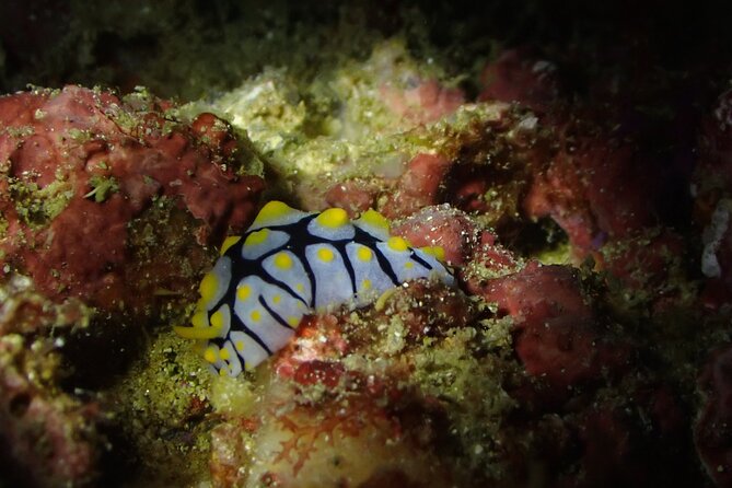 Scuba Diving Adventure in Musandam, Oman - Safety, certification, and group size