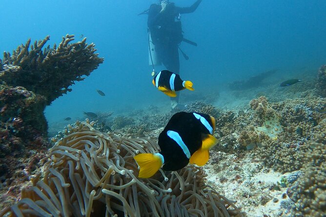 Scuba Diving in muscat - Meeting Yousuf at Al Seeb Port