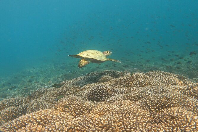 Scuba Diving in muscat - What you may see below the surface