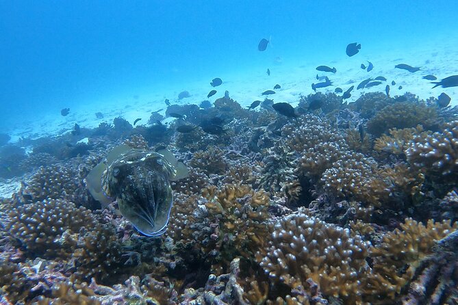 Scuba Diving in muscat - Why beginners may feel comfortable