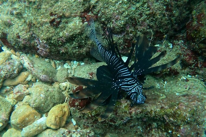 Scuba Diving in muscat - The best parts, and the limits to keep in mind