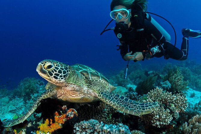 Scuba Diving to Dimaniyat Islands Muscat Oman - Why the Daymaniyat Islands are worth your morning