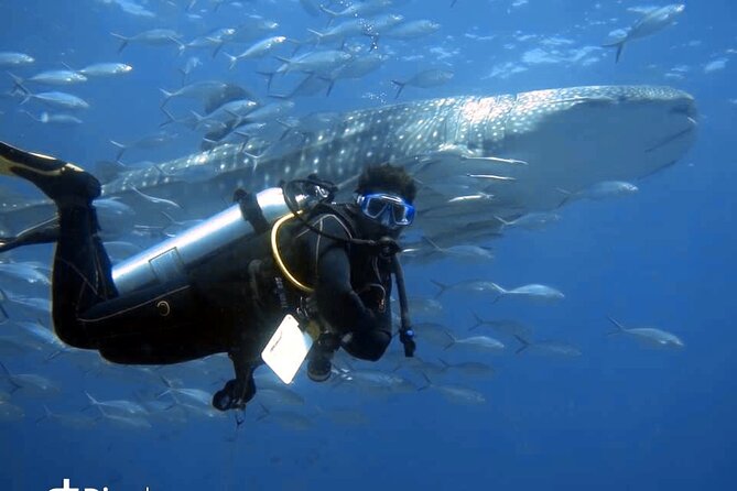 Scuba Diving Trips to Dimaniyat Islands - Setting Out From Al Seeb Port