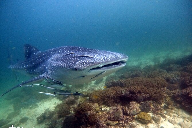 Scuba Diving Trips to Dimaniyat Islands - Snorkeling or Scuba: Choosing Your Water Time