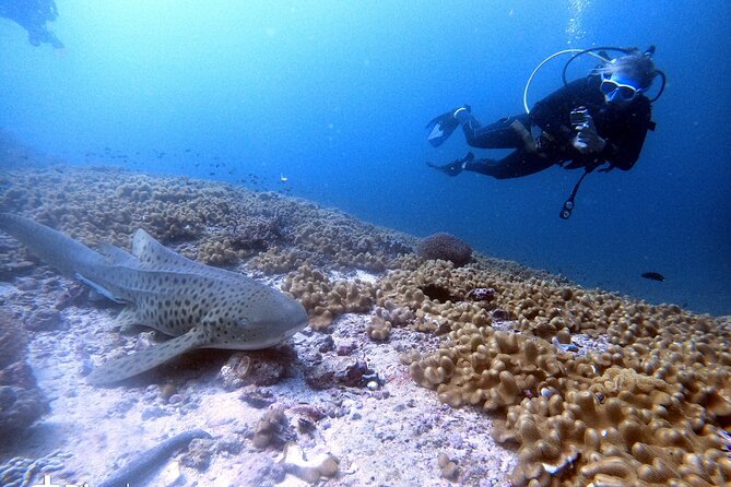 Scuba Diving Trips to Dimaniyat Islands - Food, Gear, and What to Bring