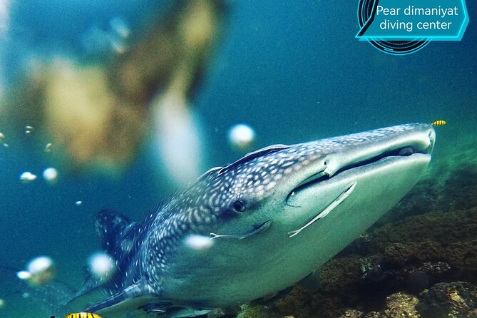 Scuba Diving Trips to Dimaniyat Islands - The Operator’s Strength: Care and Organization