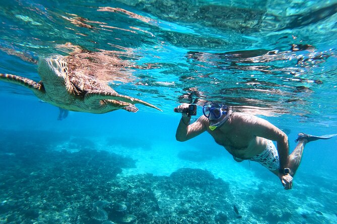 Snorkeling Adventure to Daymaniat Islands - Why the Daymaniat Islands make a strong snorkeling trip