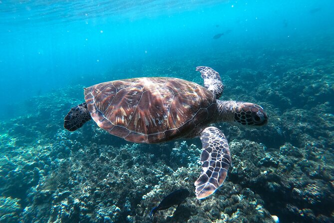 Snorkeling Adventure to Daymaniat Islands - Beach time from November through April