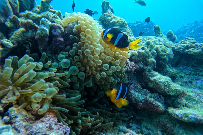 Snorkeling Adventure to Daymaniat Islands - What the crew provides on the boat