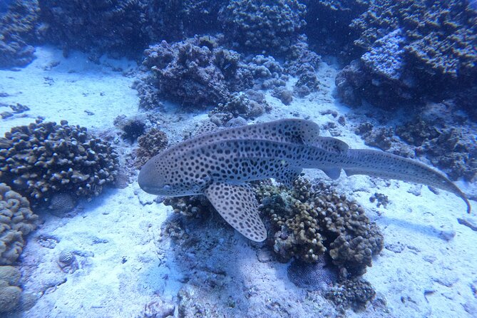 Snorkeling Adventure to Daymaniat Islands - Who will enjoy this outing most