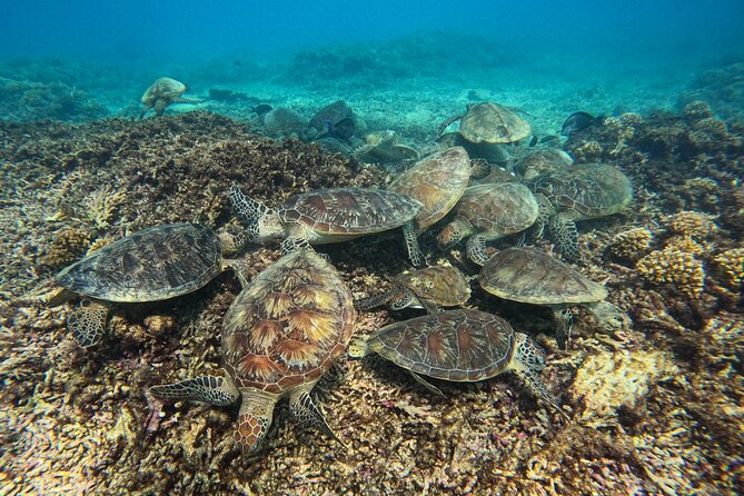Snorkeling Adventure to Daymaniat Islands - Leaving Al Mouj at 7:55 a.m.