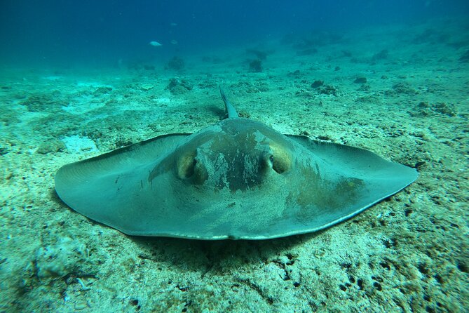 Snorkeling at Dimaniyat Islands and Dolphin Watching - Passing Al Alam Palace on the return