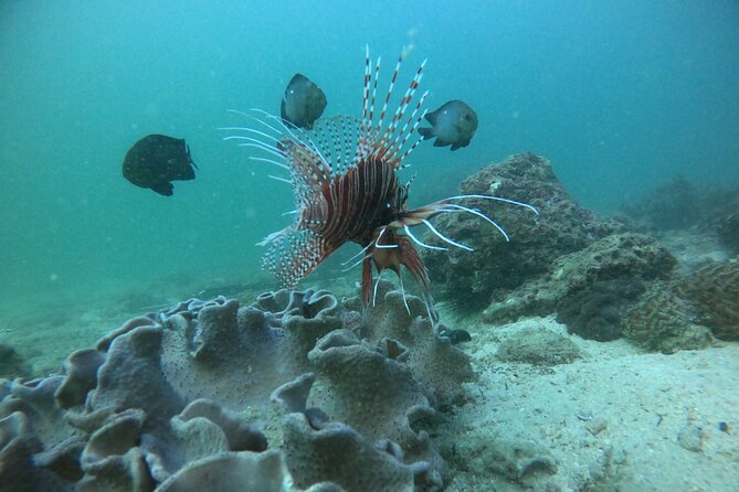 Snorkeling at Dimaniyat Islands and Dolphin Watching - Guides, group size, and service quality