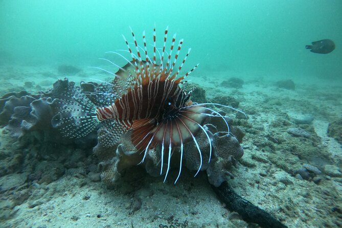 Snorkeling at Dimaniyat Islands and Dolphin Watching - What makes the Dimaniyat Islands special