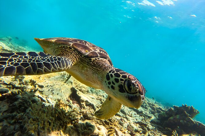 Snorkeling Experience at Ad Daymaniyat Islands in Muscat - Why the turtles make this Muscat trip special