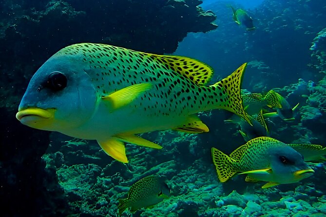 Snorkeling Experience at Ad Daymaniyat Islands in Muscat - First stop: the best chance for a turtle encounter