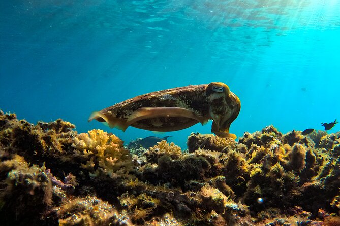 Snorkeling Experience at Ad Daymaniyat Islands in Muscat - Second and third stops: different coral, different character
