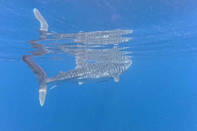 Snorkeling Experience at Ad Daymaniyat Islands in Muscat - What the guides add to the day
