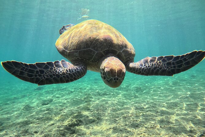 Snorkeling Experience at Ad Daymaniyat Islands in Muscat - How the four hours feel in practice