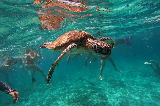 Snorkeling in Daymaniat Island - The Main Event: Snorkeling Around Daymaniat Island