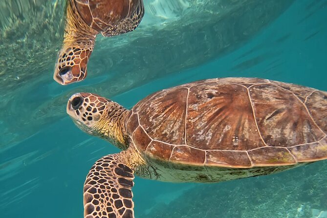 Snorkeling in Daymaniat Island - What Changes Between Winter and the Rest of the Year