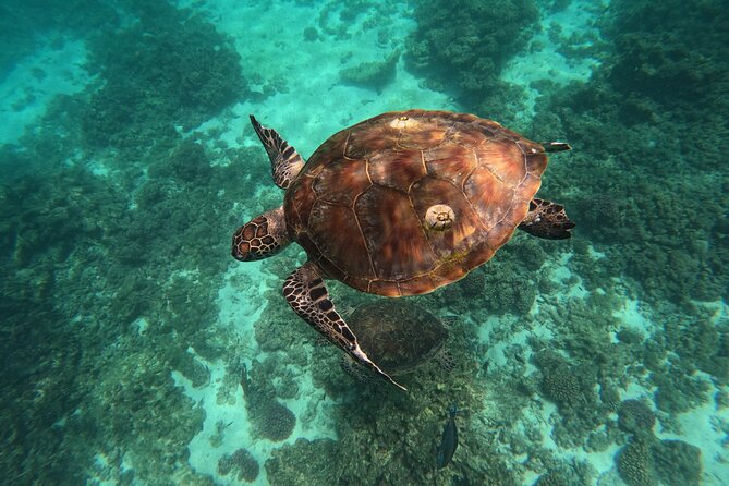 Snorkeling in Daymaniat Island - How the Four-and-a-Half-Hour Schedule Feels