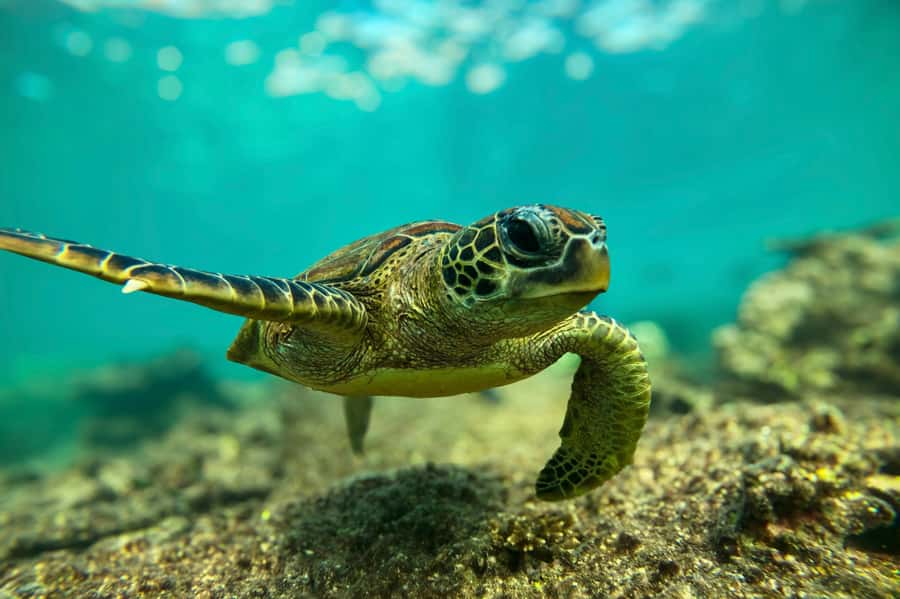 Snorkeling with turtles at Ad Daymaniyat Islands - Three hours among turtles at Ad Daymaniyat