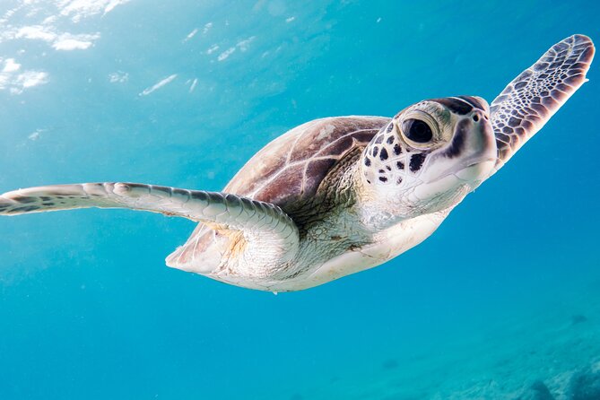 Snorkelling tours to Daymaniyat island - First snorkelling stop: the best chance for marine life