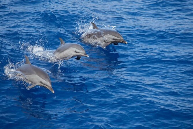 The Jewel of Muscat Sea, Daymaniyat Islands - Key points at a glance