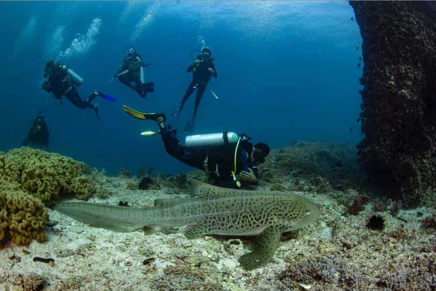 Try scuba Diving Tours To Daymaniyat Islands. - From Seeb Marina to Oman’s island reserve