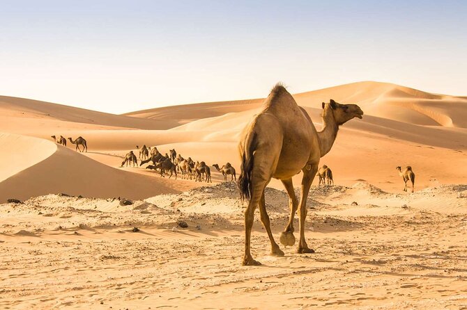 Wadi Bani Khaled & Desert Safari - Muscat, Oman - Who will enjoy this day most