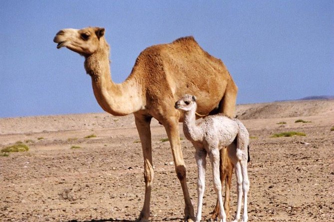 Wahiba Sands and Desert Safari from Muscat - The private 4WD setup and why it matters