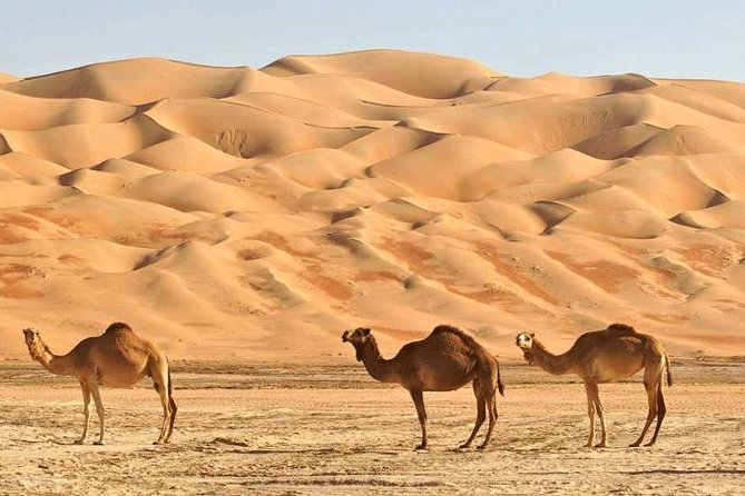 Wahiba Sands and Desert Safari from Muscat - The pace, physical demands, and practical comfort