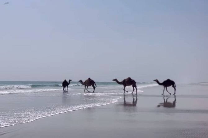West Salalah Beaches and Blowholes - Mughsail Beach and the force of the sea