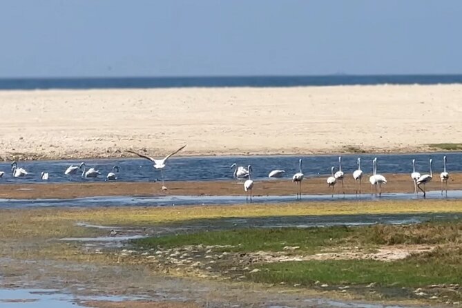West Salalah Beaches and Blowholes - Afoul Beach: a quieter 30-minute pause