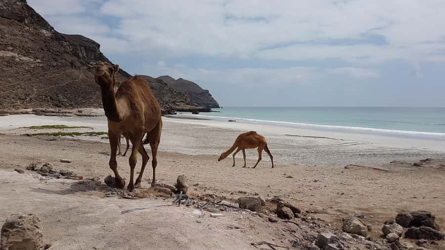 West Salalah: Caribbean of the Orient Fazayah Beaches & City - Guides, languages, and group feel